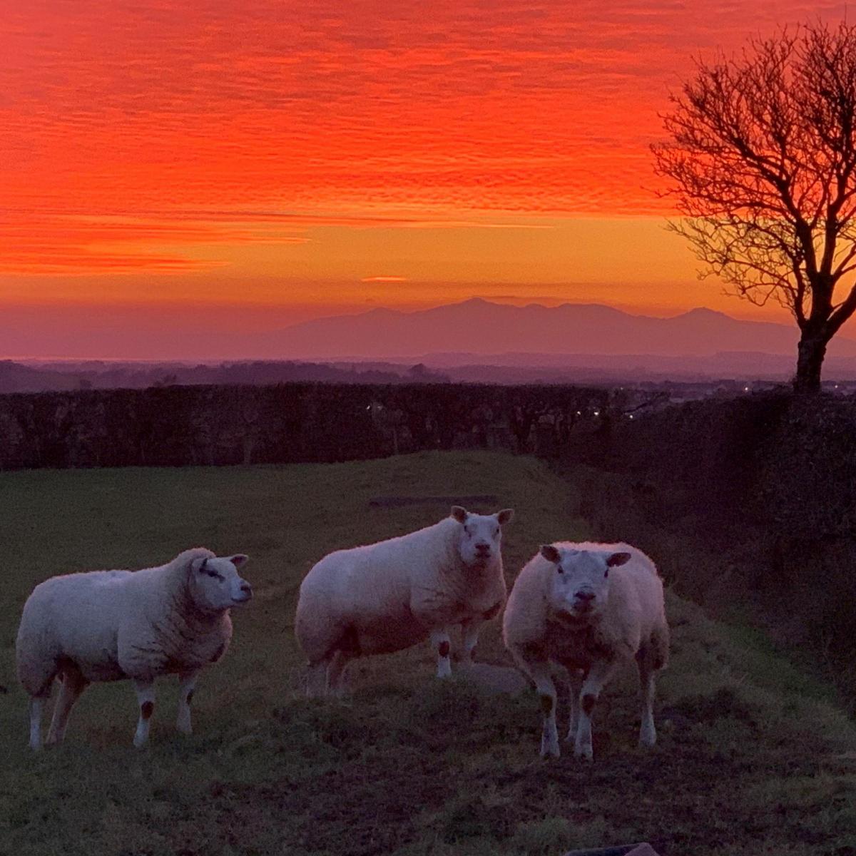 David Currans - Red sky at night, shepherds delight. Texel lambs with Arran in the background