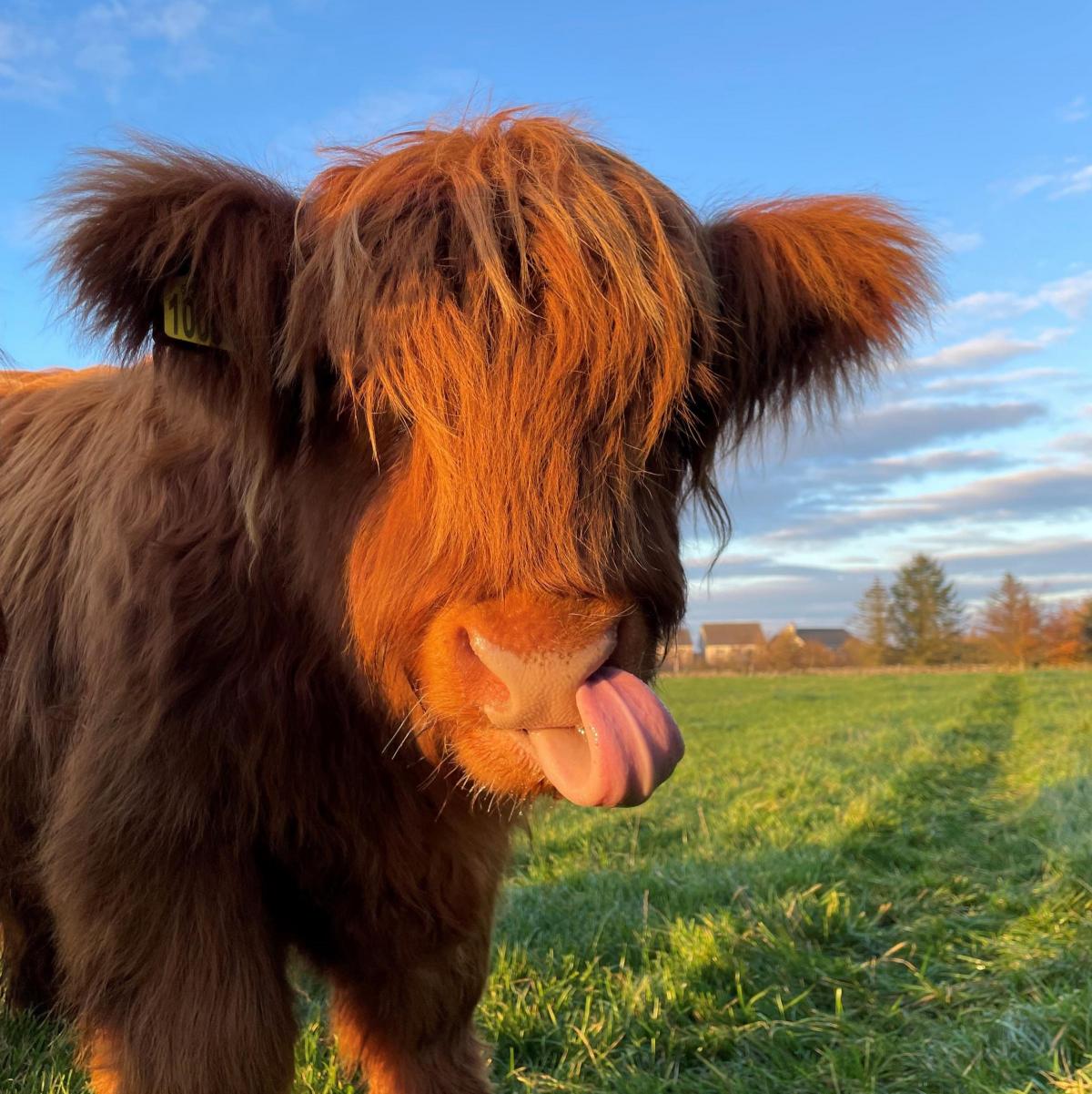 Alison Stephen - Harris, Highland calf, pic taken by Lucy Stephen, Rigifa Farm, Cove, Aberdeen