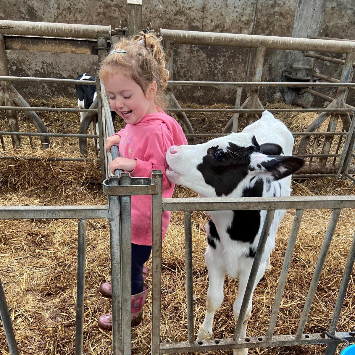 Lindsey Armstrong (Barleith Farm) - Amy (3) loves playing with the calves