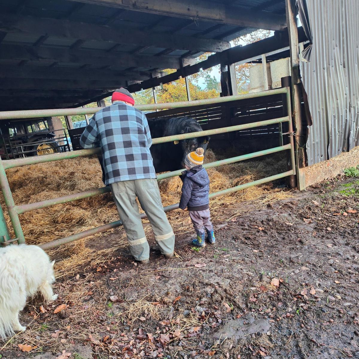 Ewan Findlay - Our son Lyall checking the cows with his grandad