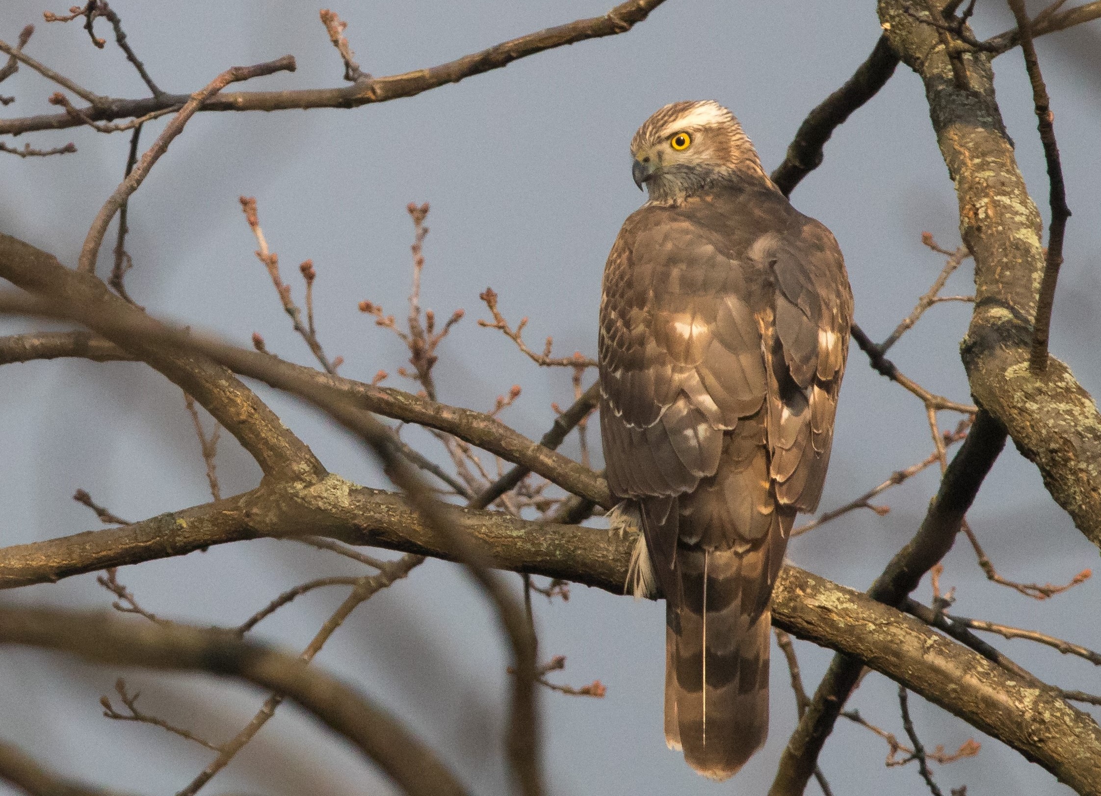 Powys farmer denies killing protected bird of prey - Vimarsana News