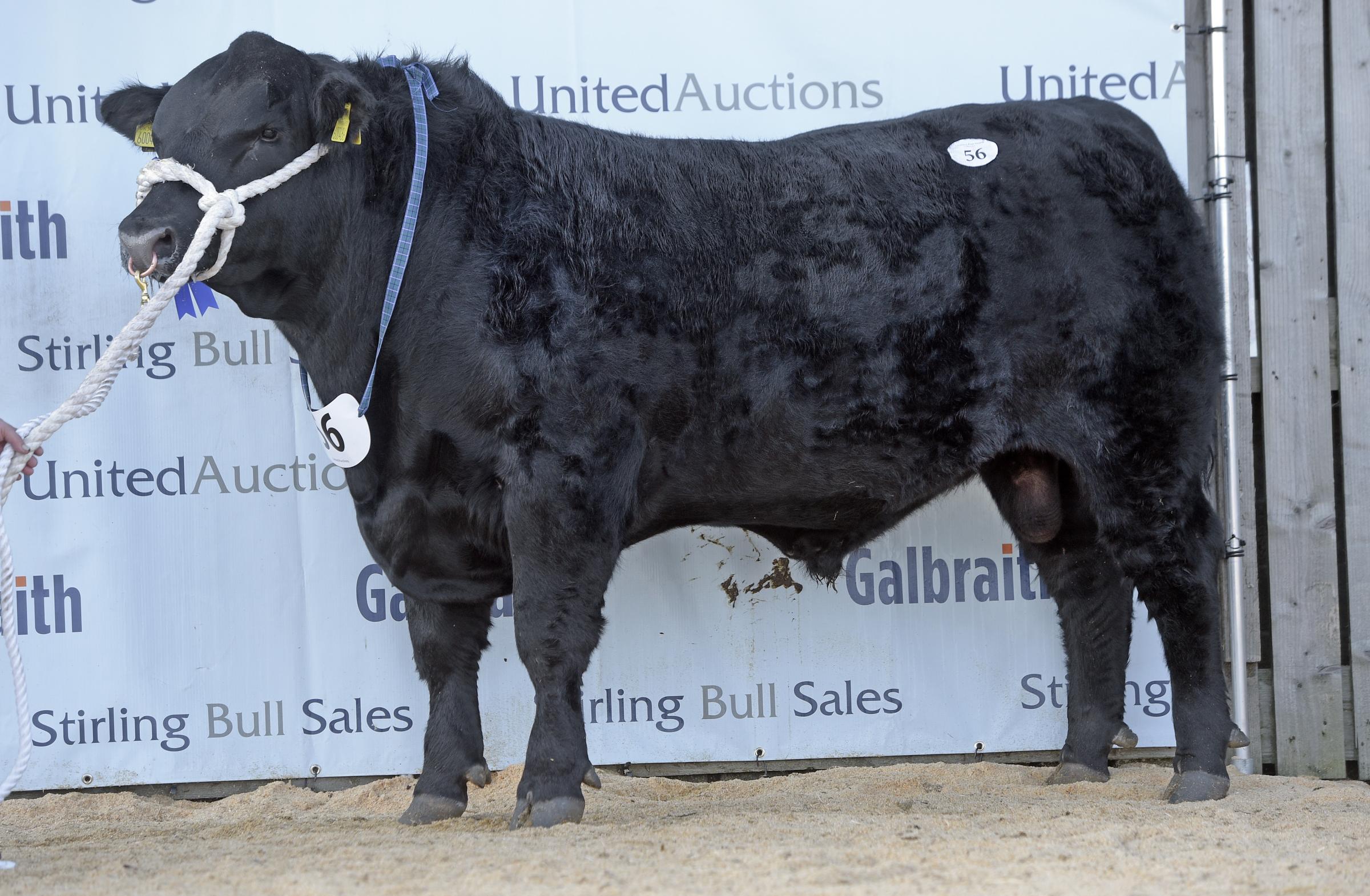 Duncanziemere Jukebox, realised 10,000gns again from the Clarks