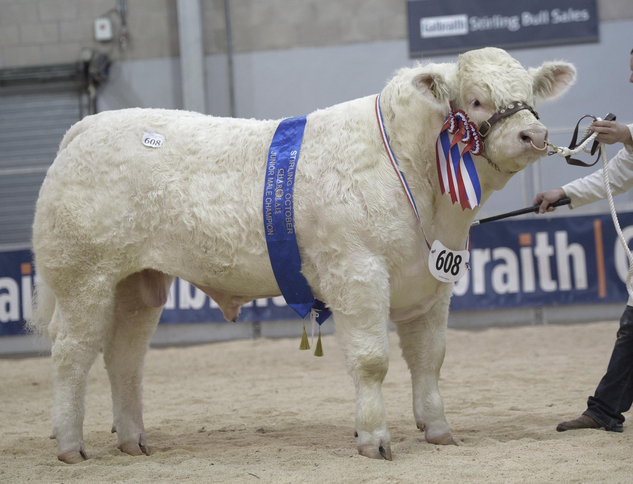 Silvermere Tesla secured the reserve junior champion and went on to attain 22,000gns for MT Hanson