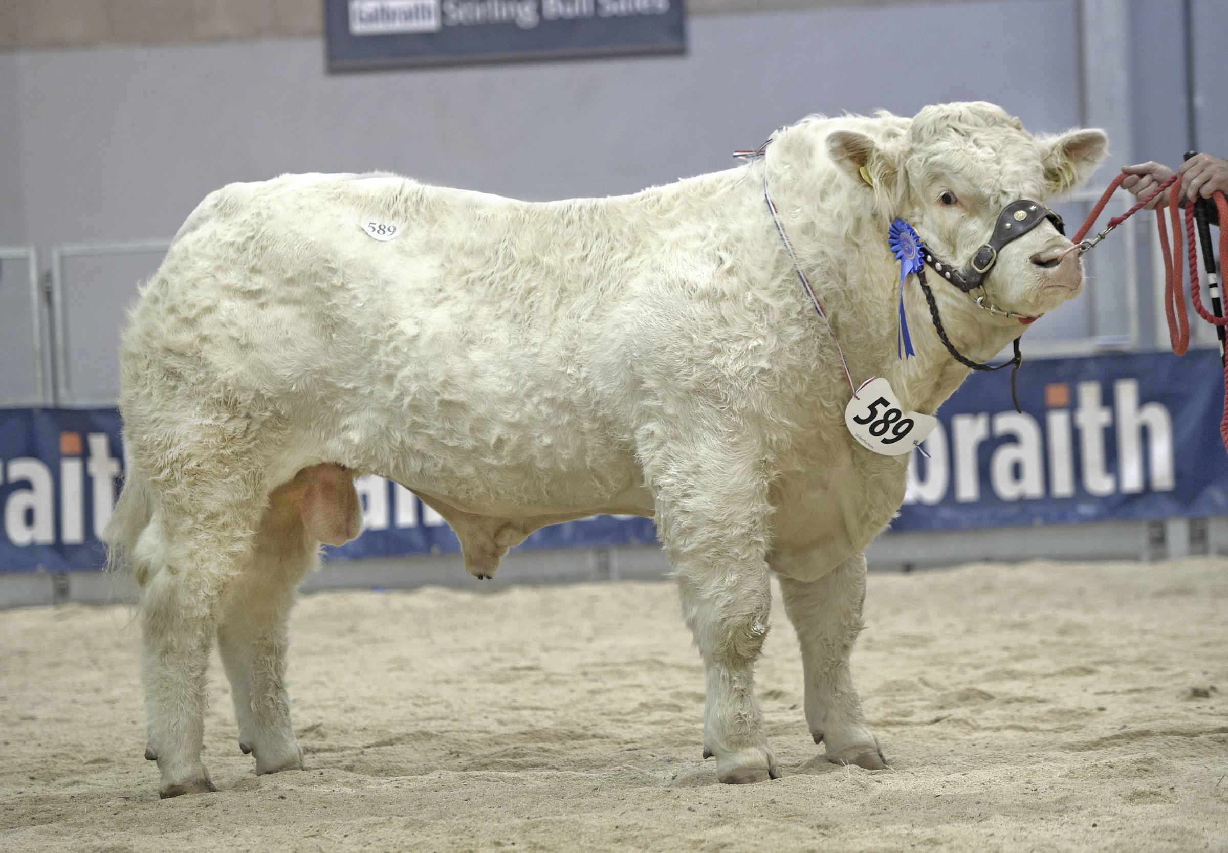 Elrick Talent made 12,000gns for the Massies 