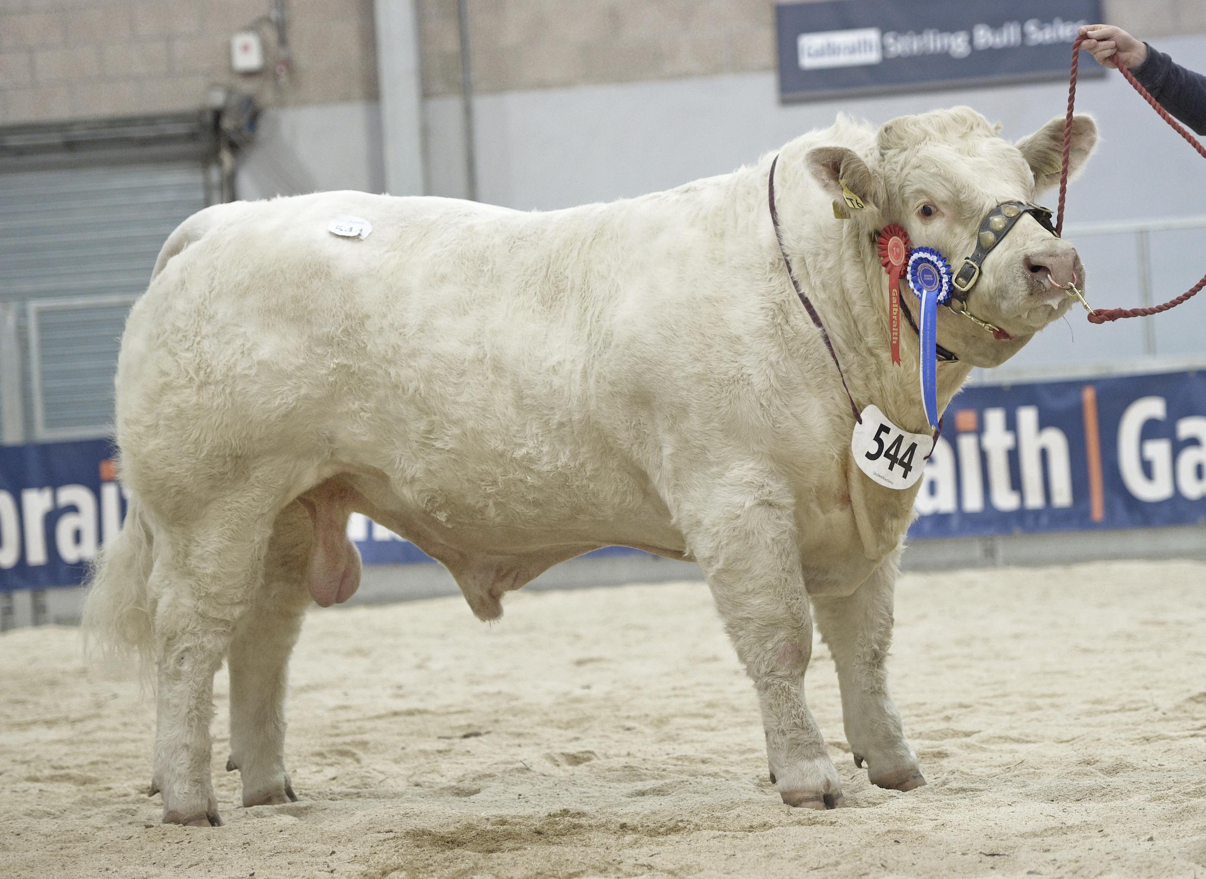 ve intermediate champion, Balmyle Thumper, from Bill Bruce made 22,000gns