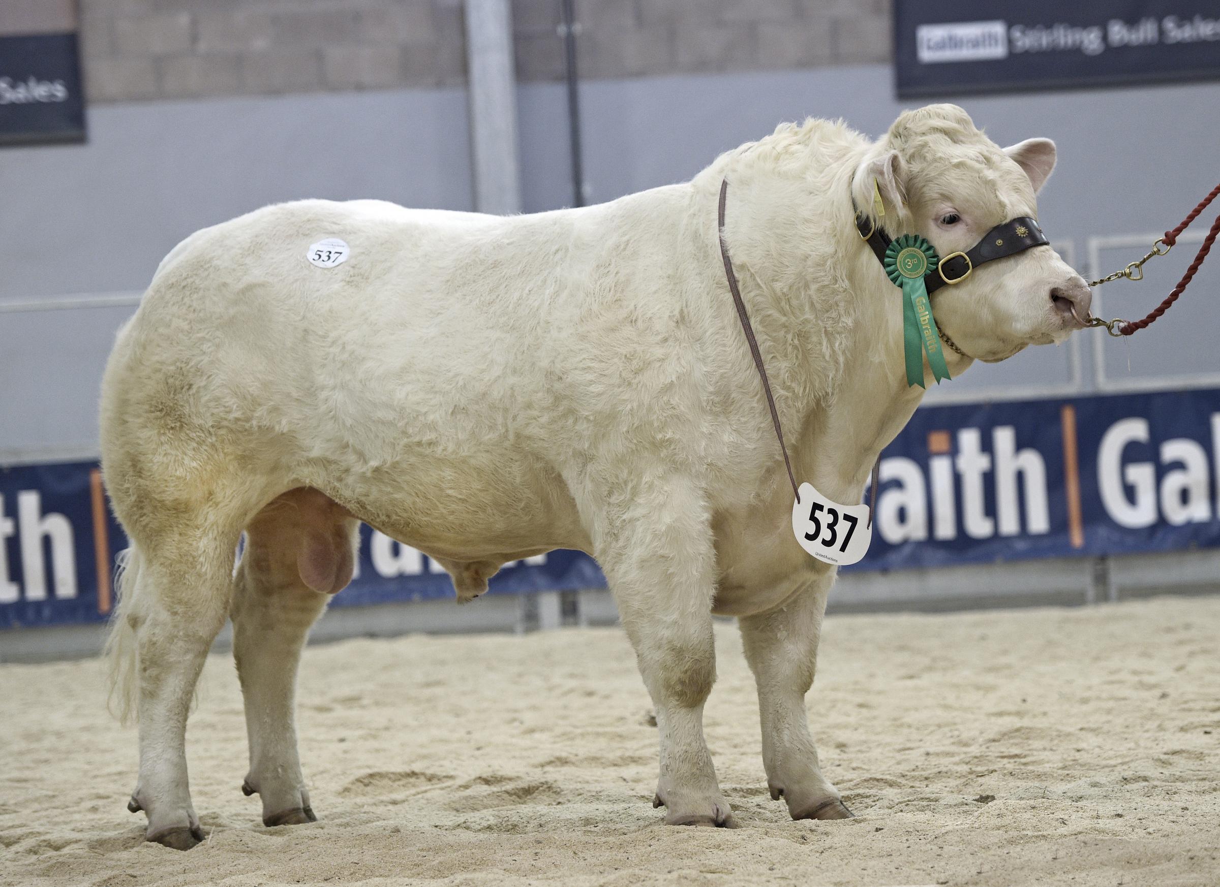 The best from J and S Middleton, Hollywell Taichi, made 10,000gns