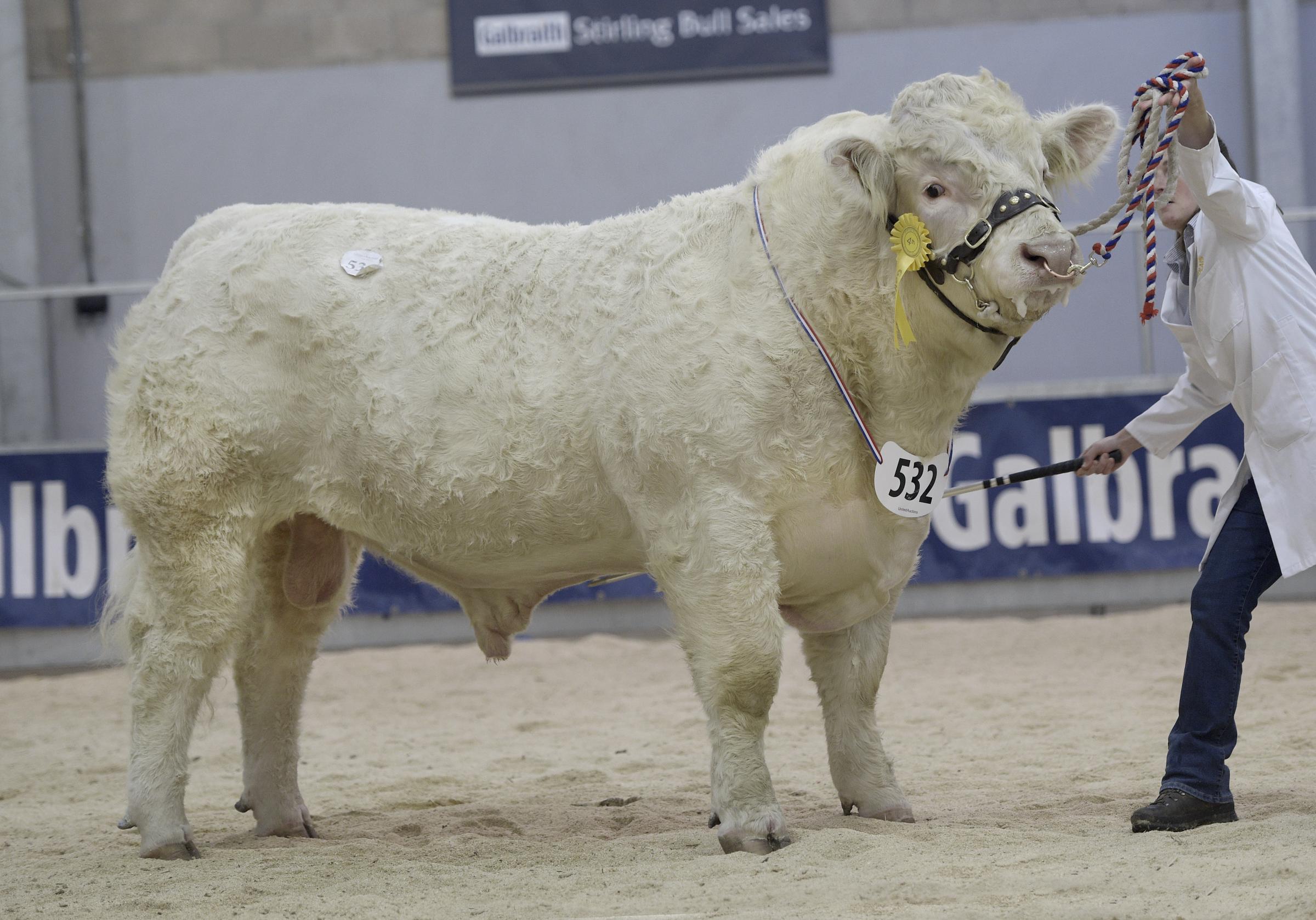Another from A Drysdale made 10,000gns this was for Glenericht Travis