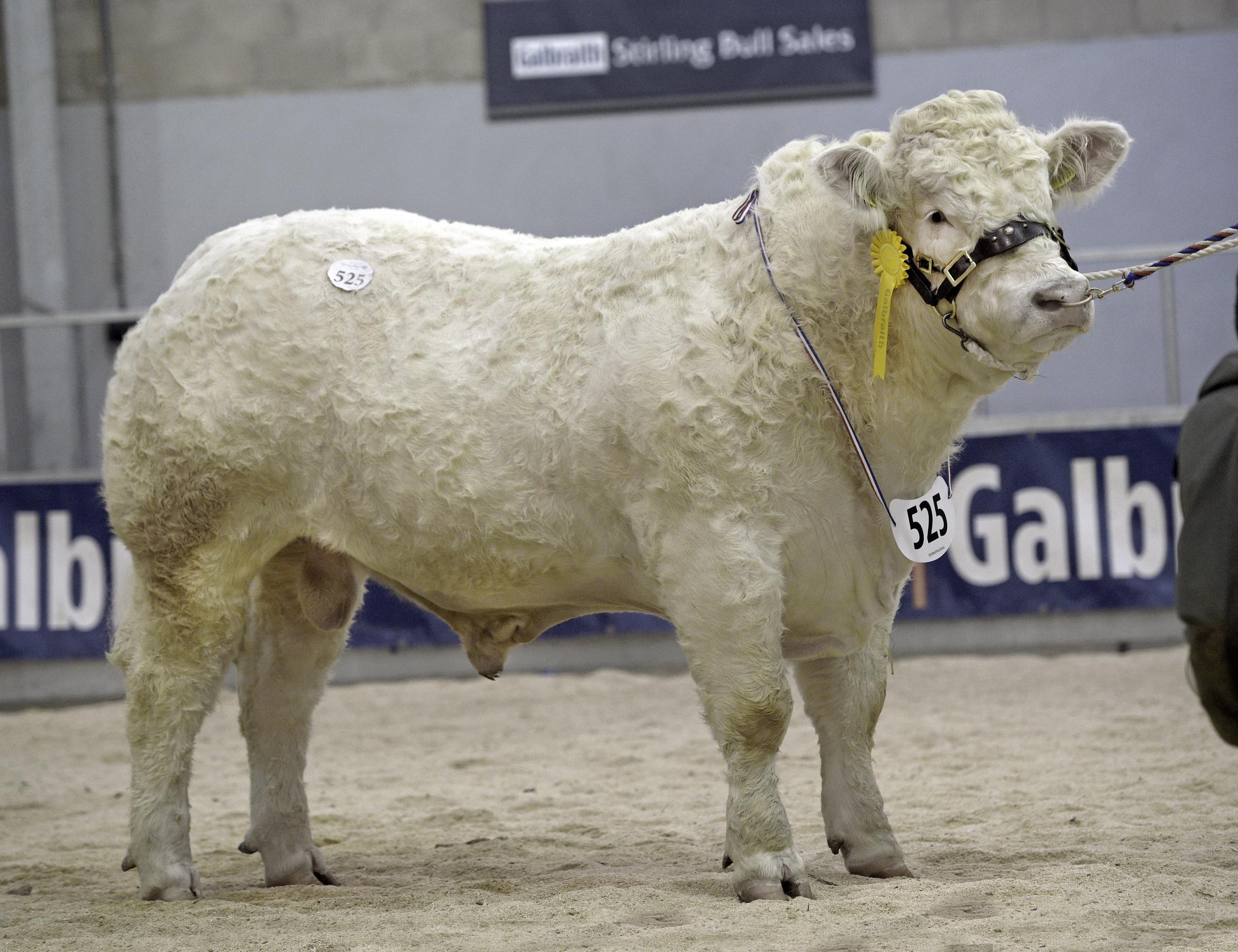 Glenericht Troy recieved 12,000gns for A Drysdale