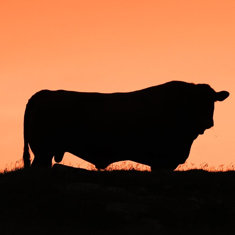 David McLaughlin - Sunset on Ben Claitair, Isle of Lewis with luing bull