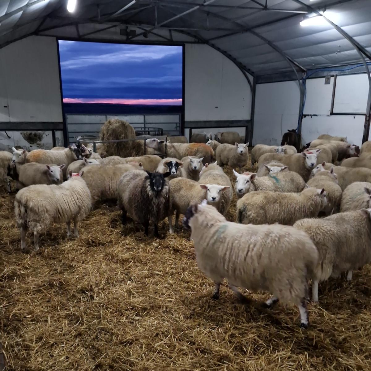 Jim MacMillan - Lambs watching the recently installed big screen at East Durran Caithness