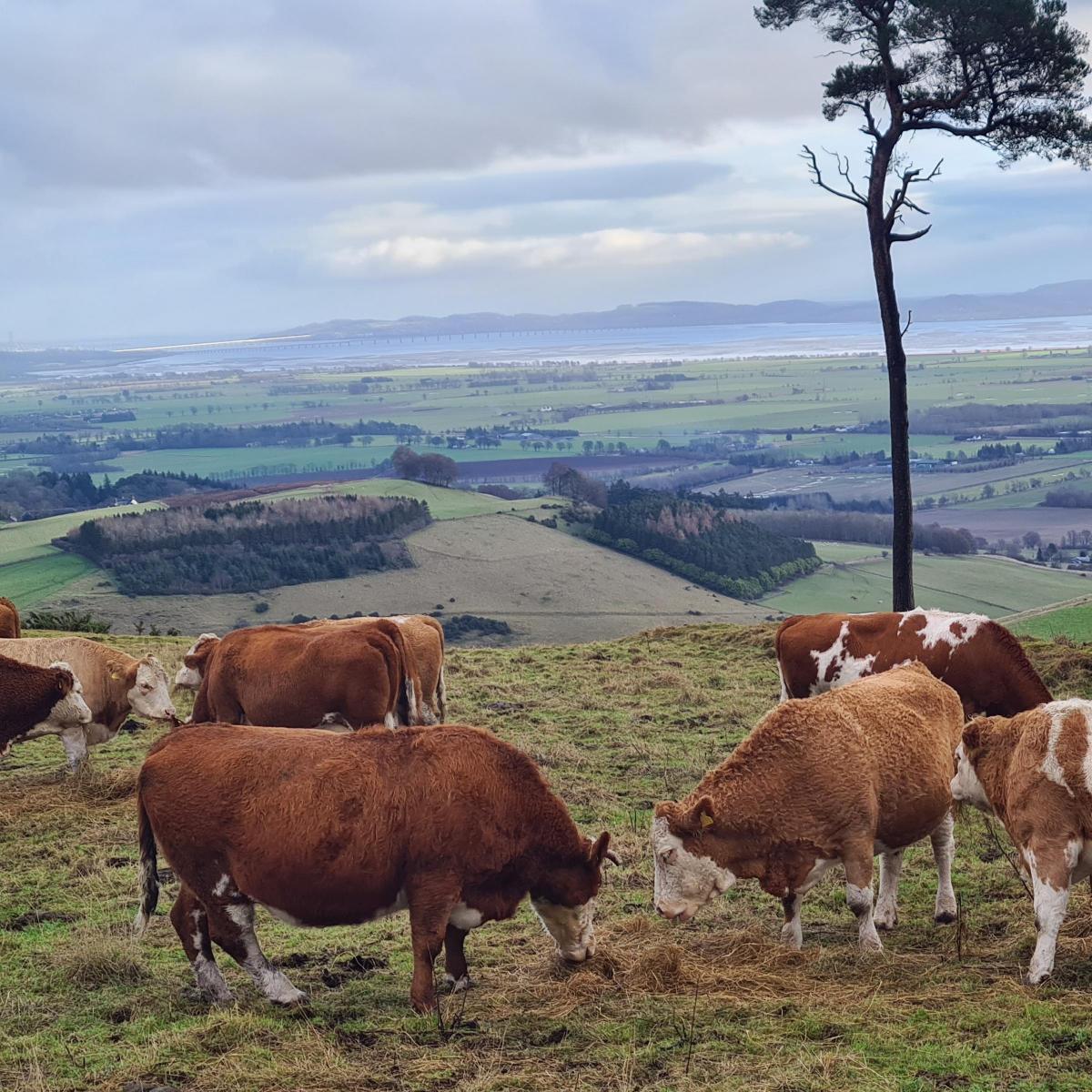 Pamela Cameron (Shanry Farm) - Tayview, cows enjoying breakfast with a view to the tay bridges