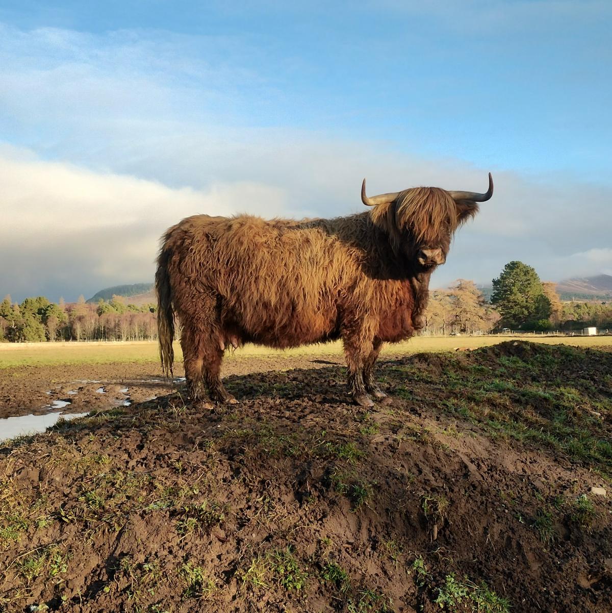 Shona Keith - Highland cow On Rothiemurchus Farm