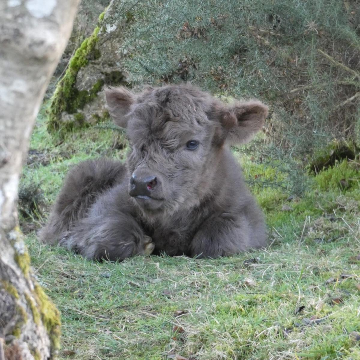 Alison Hood (Drumad Estate) - Dee at 2 days old. She is a pedigree highland