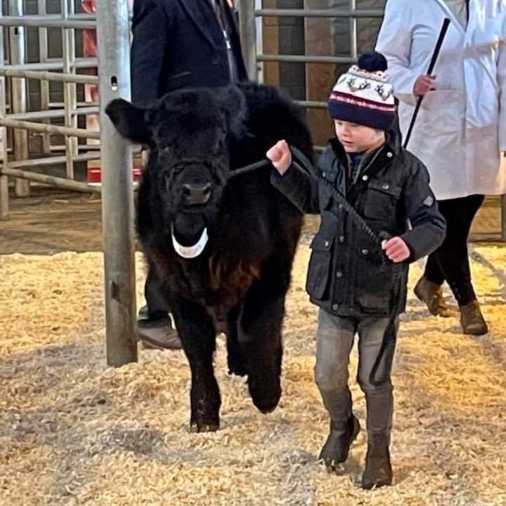 Arwel Jones - 5 year old old Griff Morris showing off his calf to judge Richard Bartle