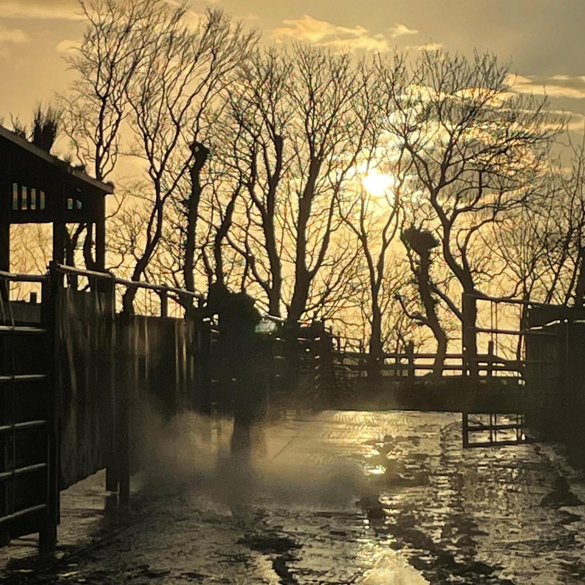 Charlie Russell (Glenapp, Ballantrae, Girvan) - Jim Shennan Glenapp Estate powerwashing cattle pens at dusk
