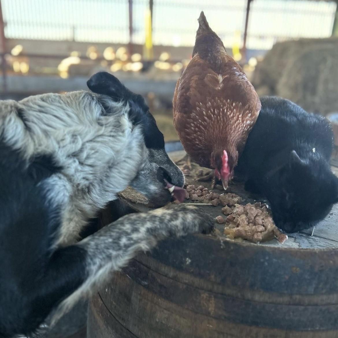 Dawn Holmes (Ofference Farm) - Sharing a meal