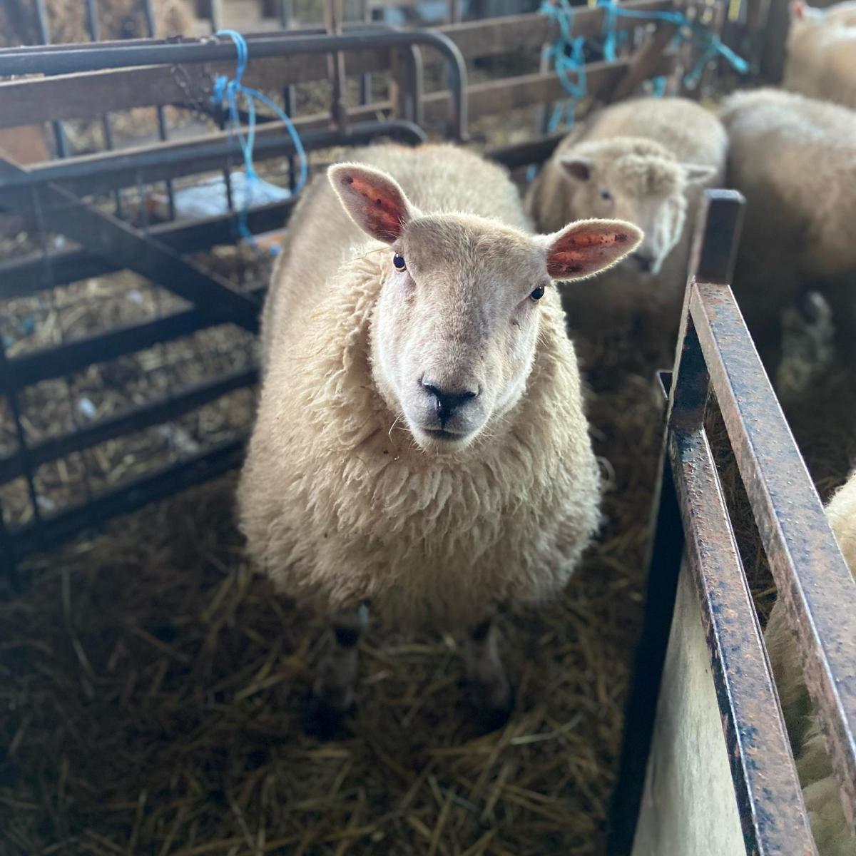Elisha Stonehouse - Last years gimmer lambs awaiting their tea