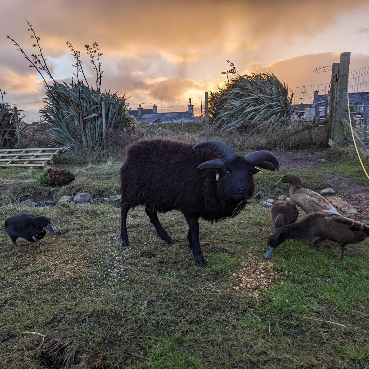 Hannah Wilkie - 'Stag' the Hebridean Tup lamb and his duckie friends in The Outer Hebrides