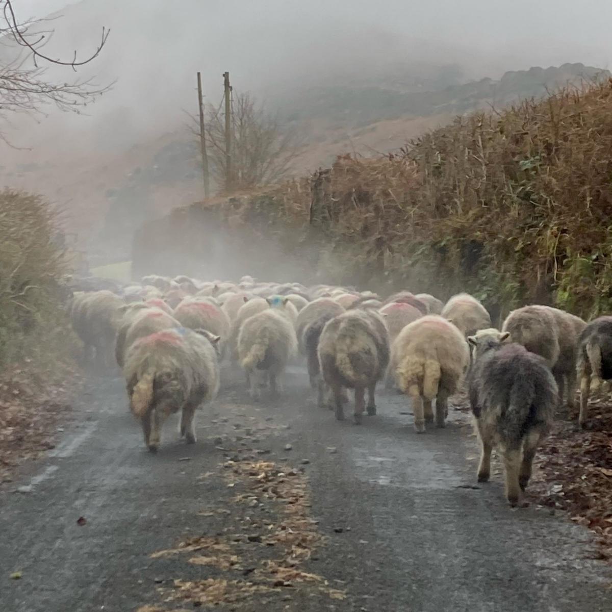Howard Procter - Taking the Herdwicks back to the hills after scanning