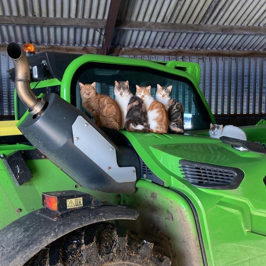 Jan Davidson (Little Creoch Farm, New Cumnock) - These are my Dad's cats, Nairn Sloan from farm in subject that take great delight in jumping on machine