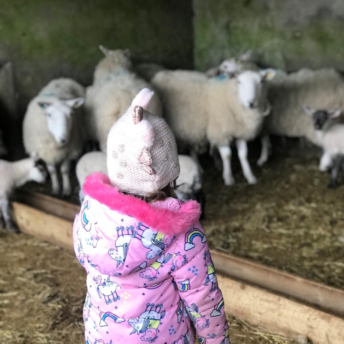 Janette Cameron - Kayleigh always willing to check in on the sheep for her great uncle