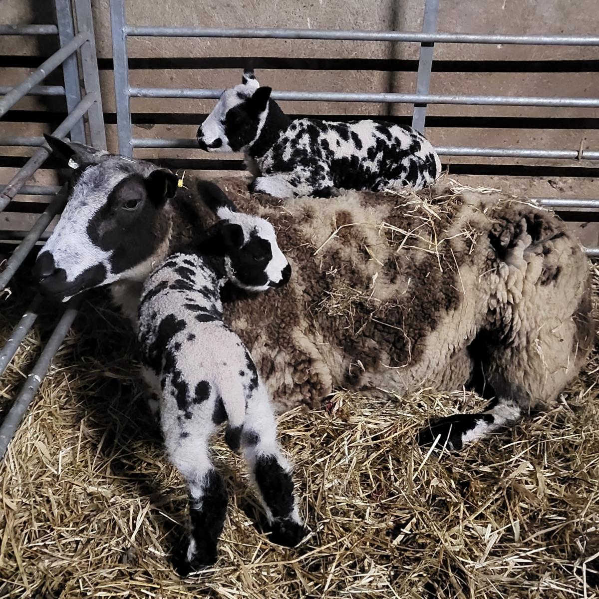 Moira MacPhee - A comfortable spot, Ranachan Spots, Dutch Spotted Sheep, Kintyre