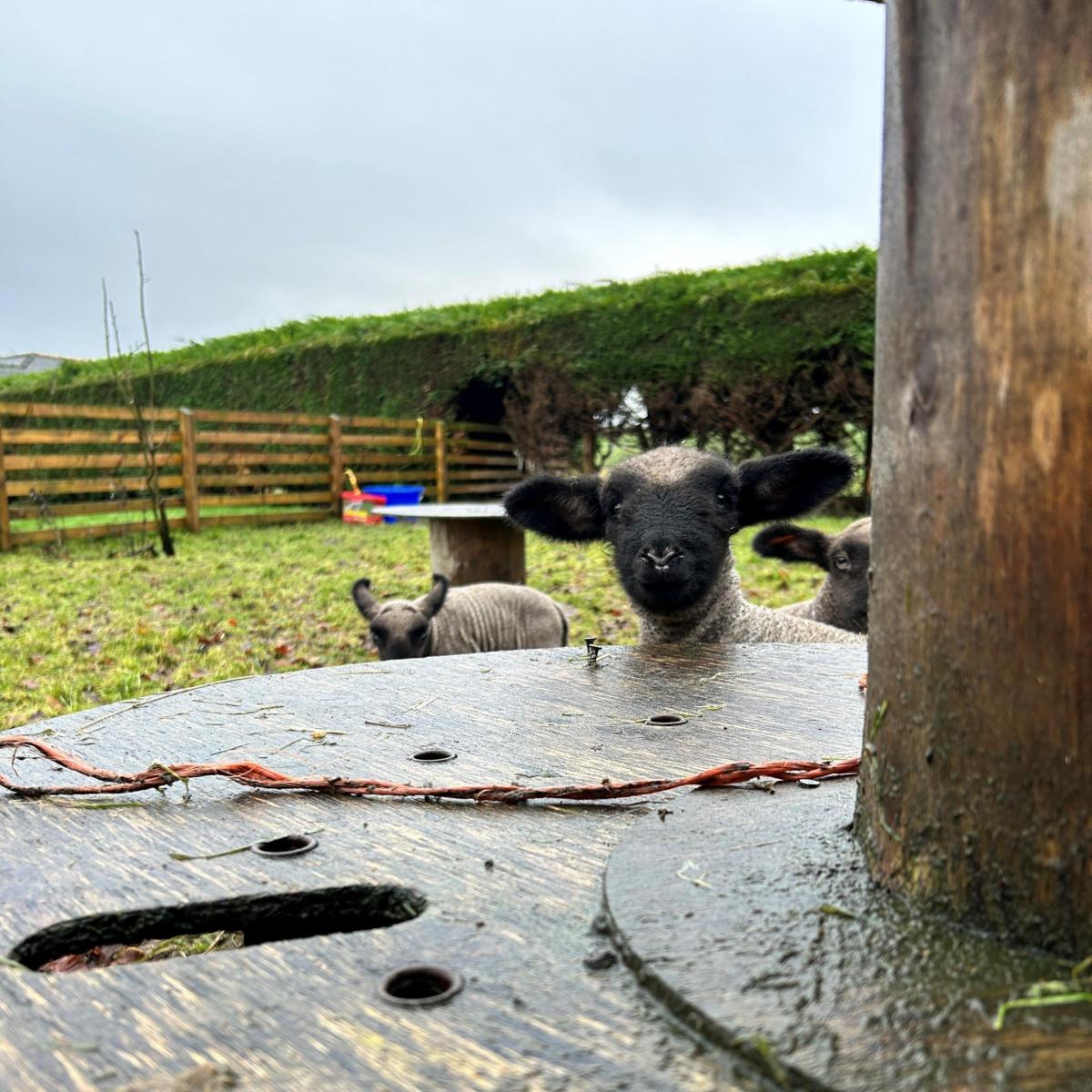 Simon McCornick - Sidehead Hampshire down lambs enjoying the break between the showers in Stonehouse