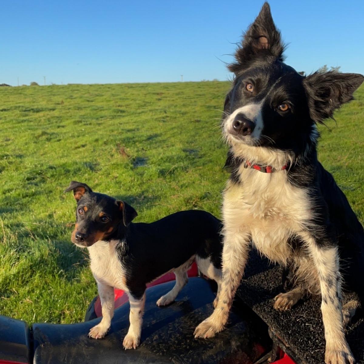 Stewart Dunlop - My Collie pup, Flo, and her side kick Alfie the Jack Russell