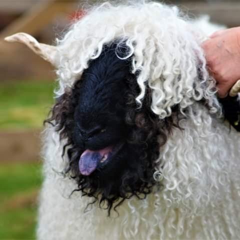 Welshie - Whiterigg Valais Blacknose Team. Curly wool, curly horns and curly kisses
