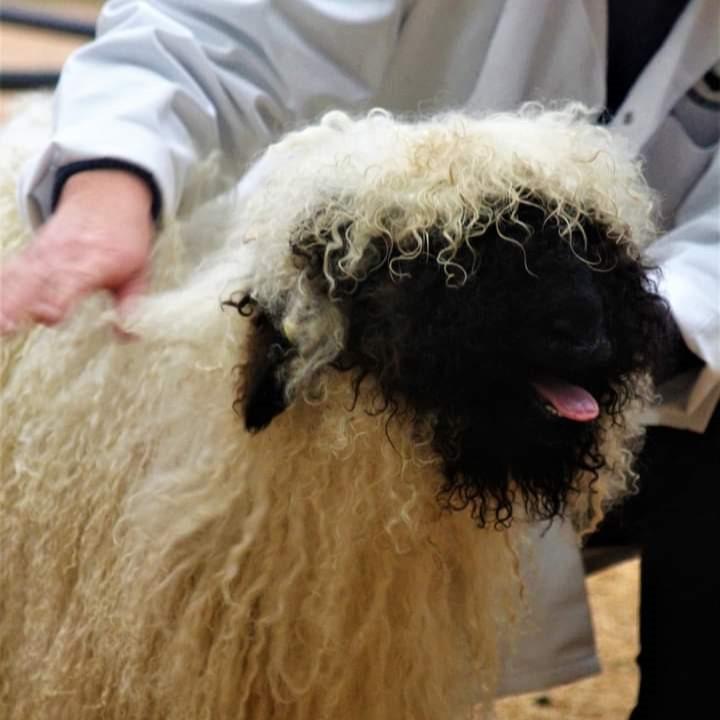 Welshie - Whiterigg Valais Blacknose Team. Curly wool, curly horns and curly kisses