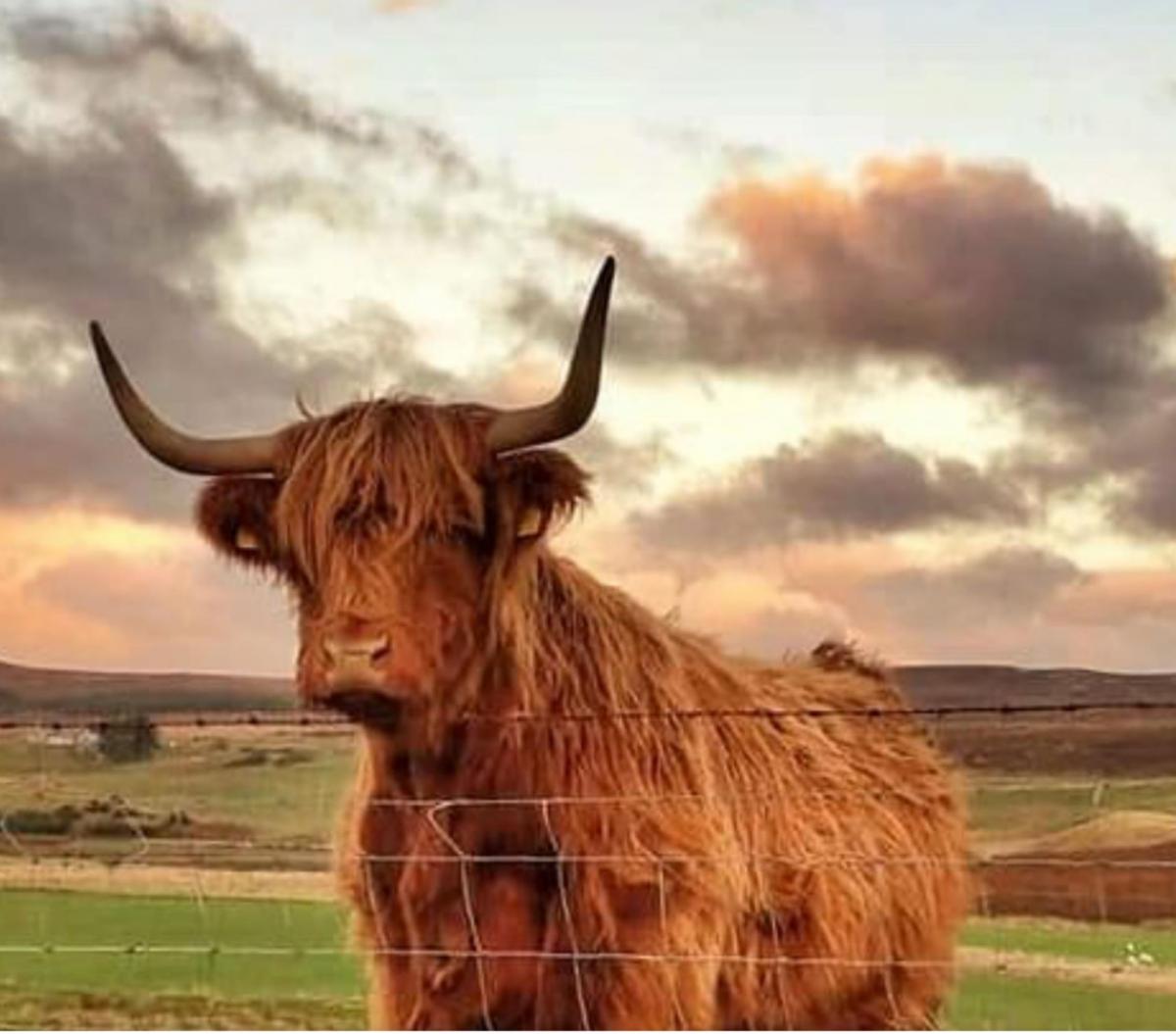 William Findlay - Highland cow at Kirkton Melvich thinking the grass is greener on the other side.
