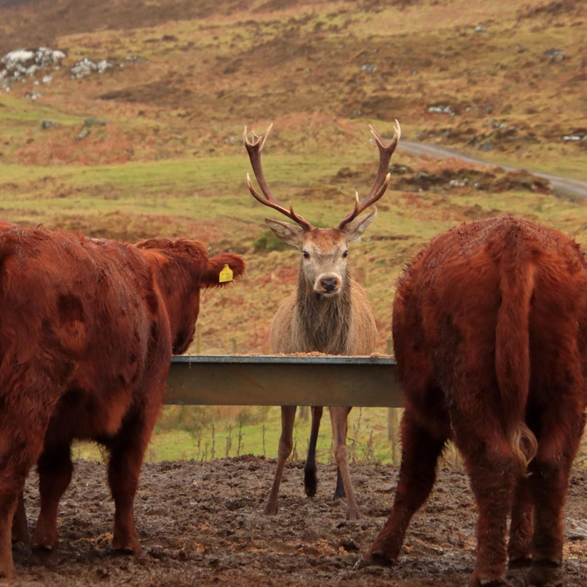 Drimnin Estate Luing Cattle (Morvern, West Coast Scotland) - Some breakfast guests need a little more elbow room than others