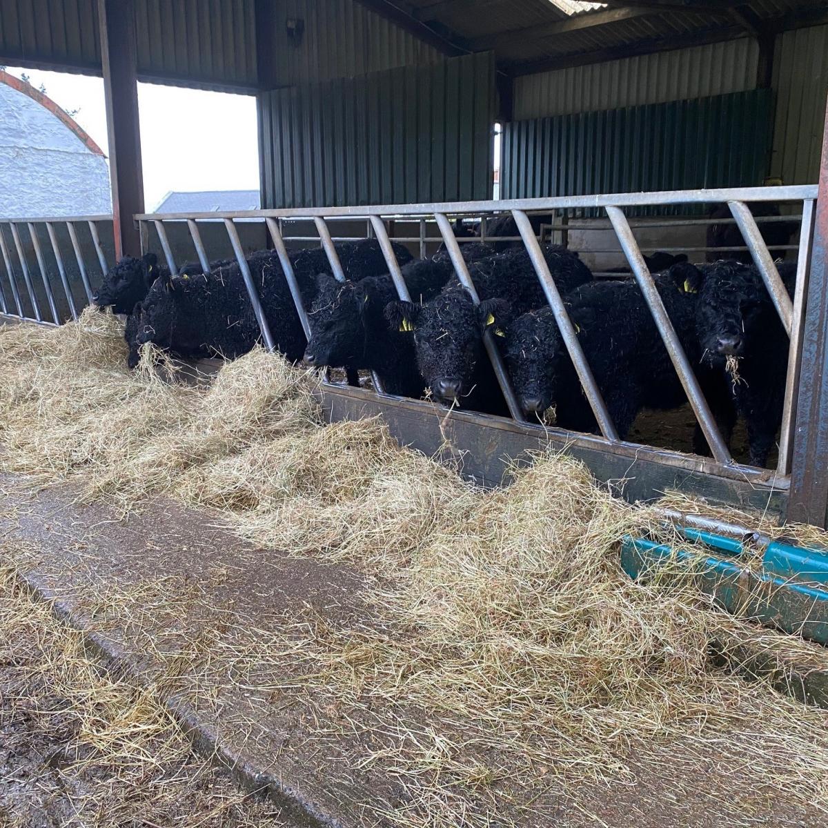 James Wallace - Feeding Time for Galloway Heifers