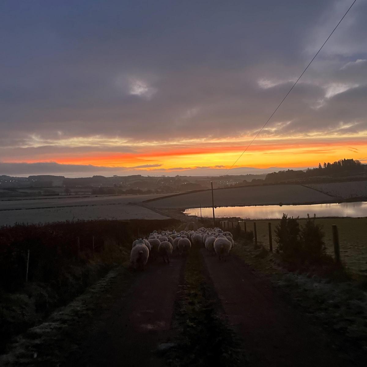 Lauren McMillan - Ewes heading back to their field on a cold morning at Eskechraggan, Isle of Bute