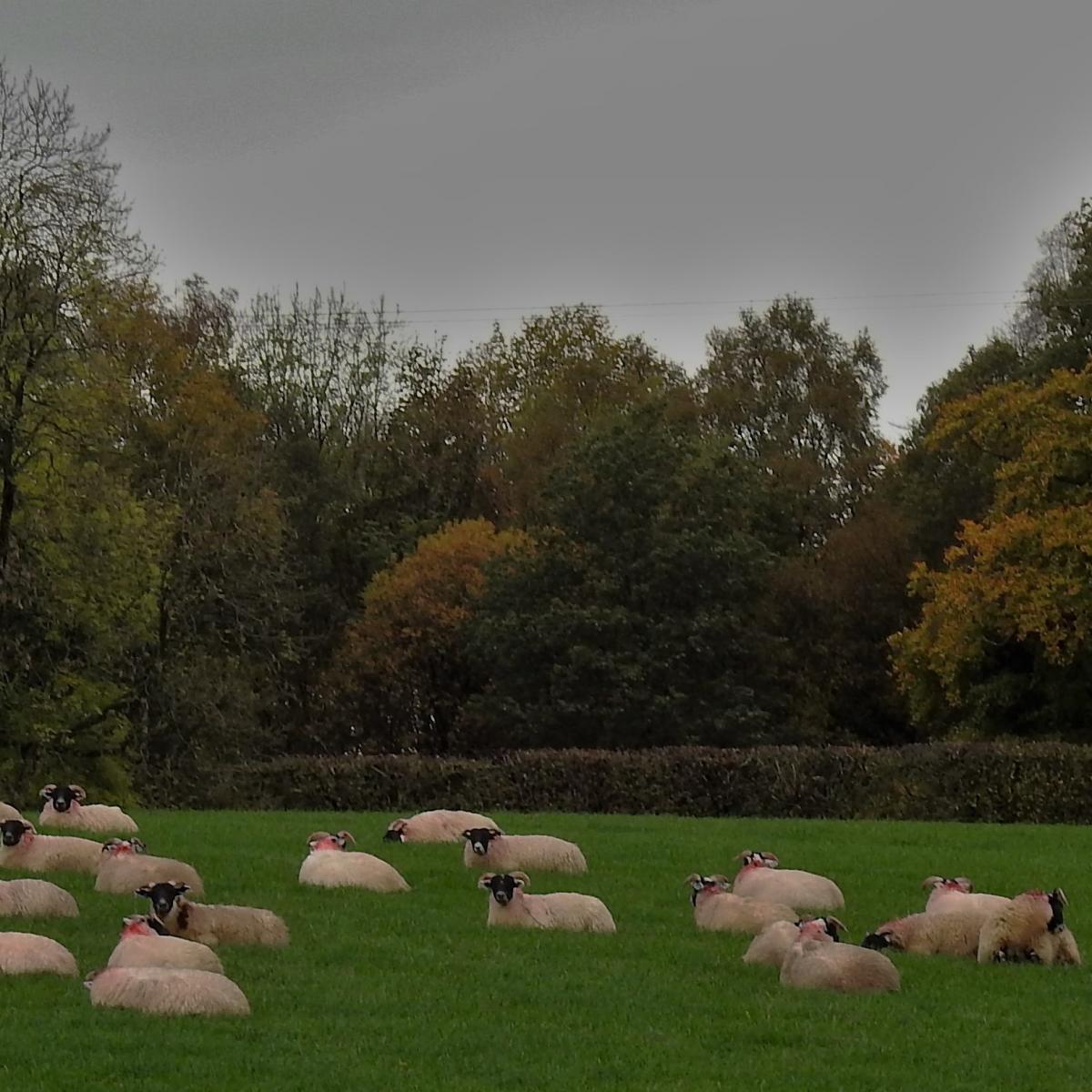 Morag Gordon - Contented sheep