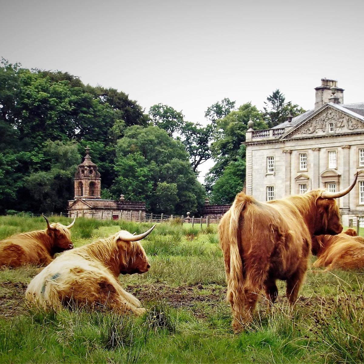 Morag Gordon - Highland Cattle at the Boswell Estate, Ayrshire