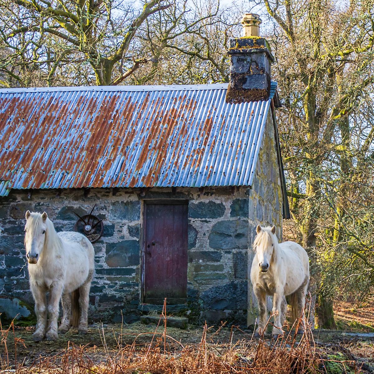 Robert Harrison - 2 Highland ponies belonging to Ardvorlich Estate in Perthshire
