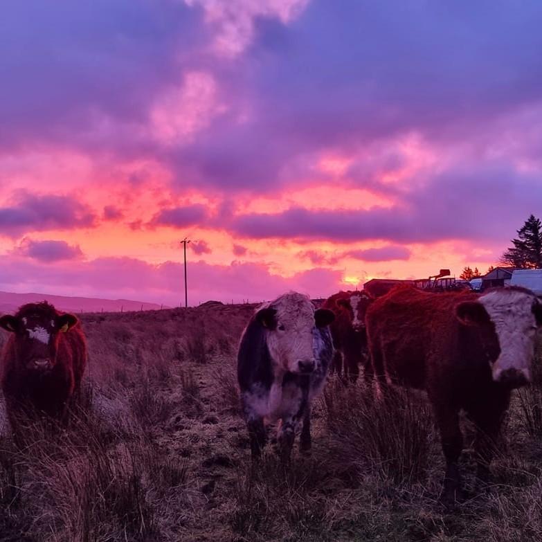 Samantha-Jo McArthur (Isle of Skye) - A beautiful red sky morning on the feeding rounds