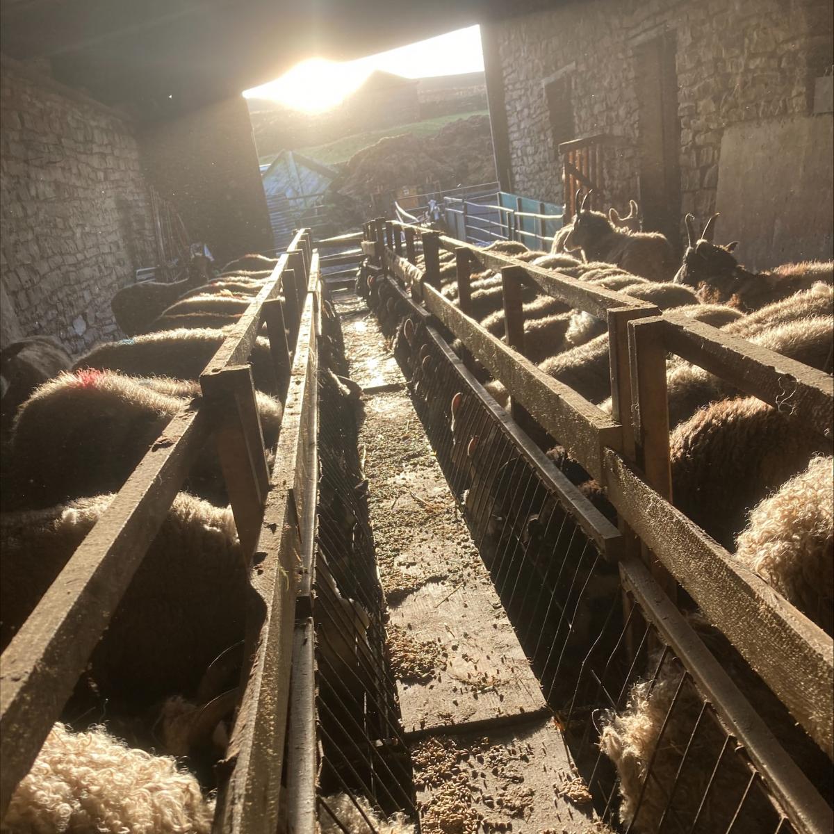 Stephen Dodsworth - Ewes feeding in the evening sun at Woodbrae Farm, Nenthead, Alston, Cumbria
