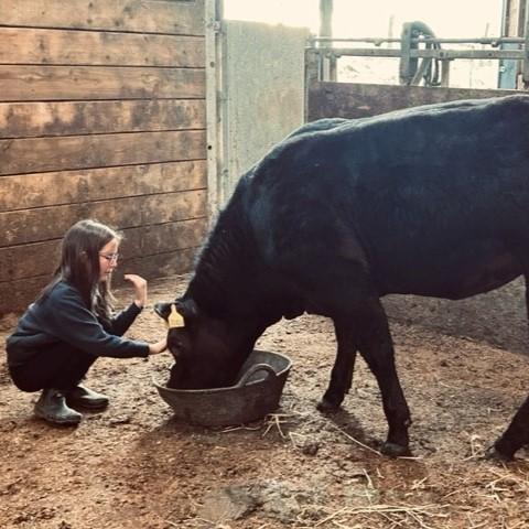 Suzie Brown - Jessica Young giving her show calf ‘Starbucks’ its last feed before heading Thainstone.