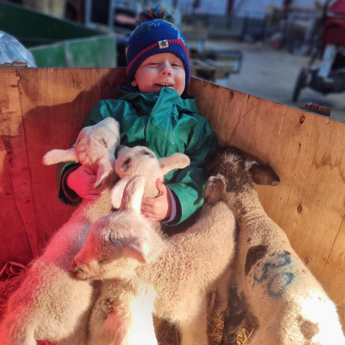 Amy-Ross Henderson - My son Joe loving all the lamb attention at Grandpa's farm