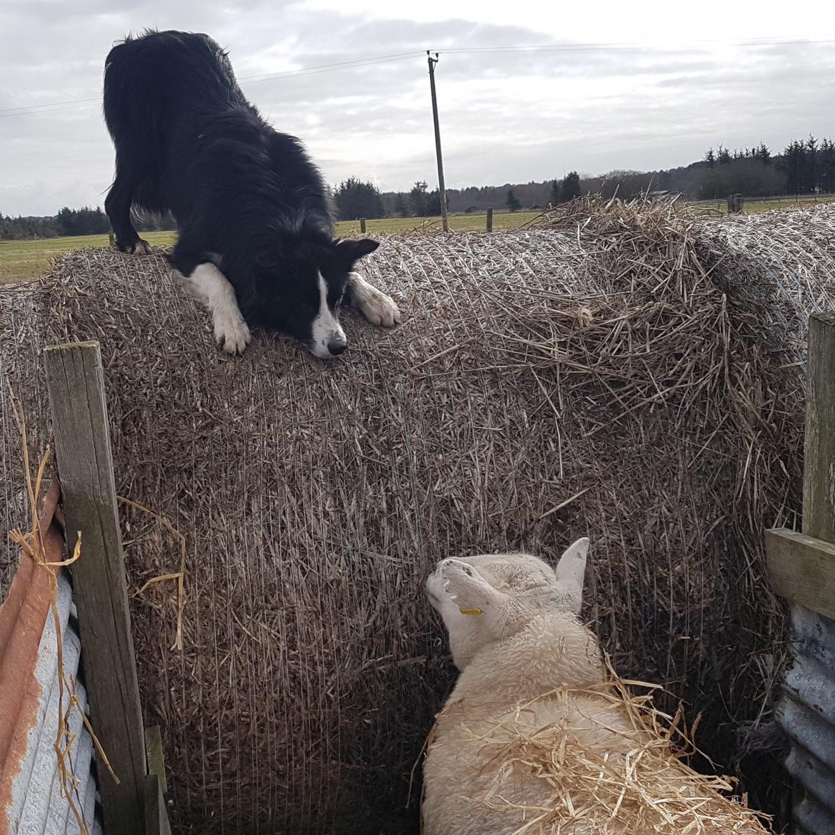AnnaBirna McTaggart - my collie determidly looking at the sheep