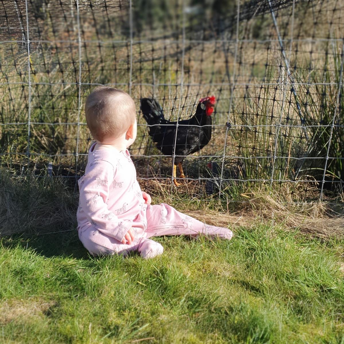 Carrie-Anne Maclean - Lennon Maclean. It's never too early for morning chats with the chicken