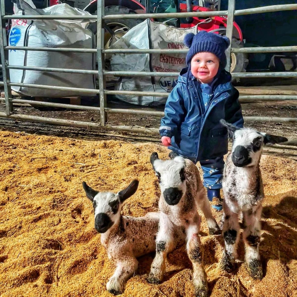 Eilidh Duncan - Little Ruairidh, proud shepherd with his new lambs