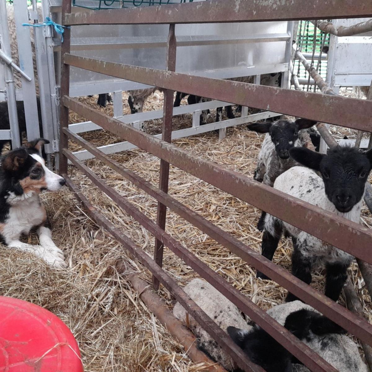 Katrina Mailer - Dot keeping an eye on the pet lambs at Gowlands farm