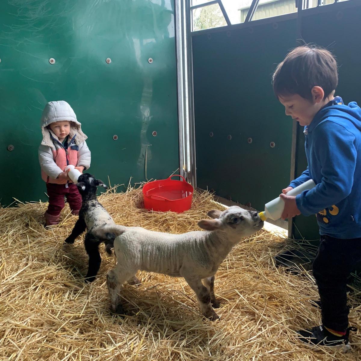 Patty Fraser - Elio and Nina feeding the pet lambs in Cleish