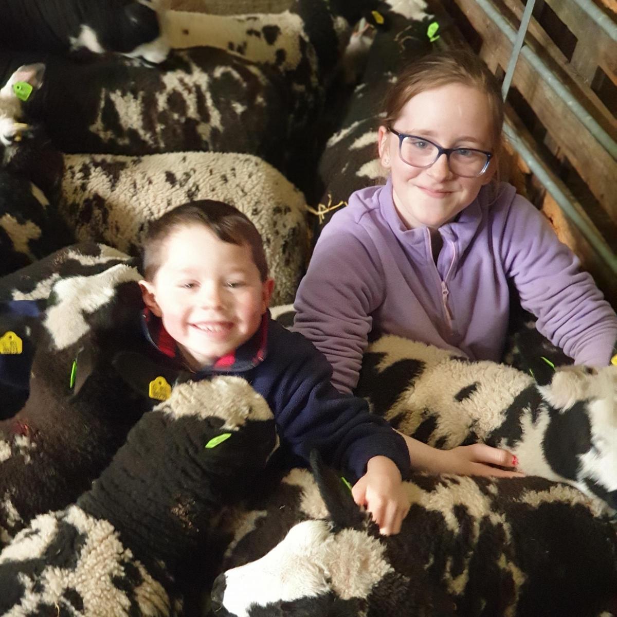 Anne Budge - Delighted to be covered in Spots. Ella and Calder Budge at Knockglass Dutch Spotted Sheep, Caithness