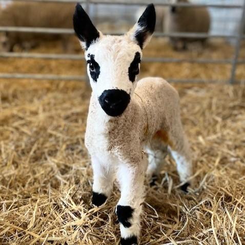 Becky Adam - One day old Kerryhill lamb