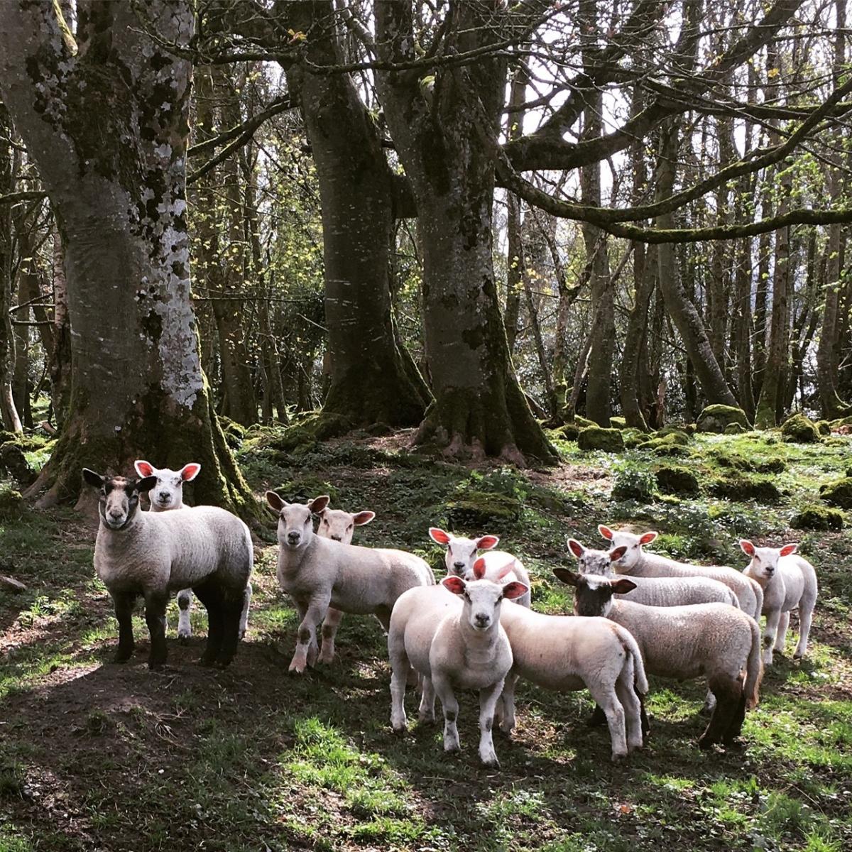 Claire Rowe - If you go down to the woods today…. Sheltering from the showers, our lambs by Lough Erne, Fermanagh