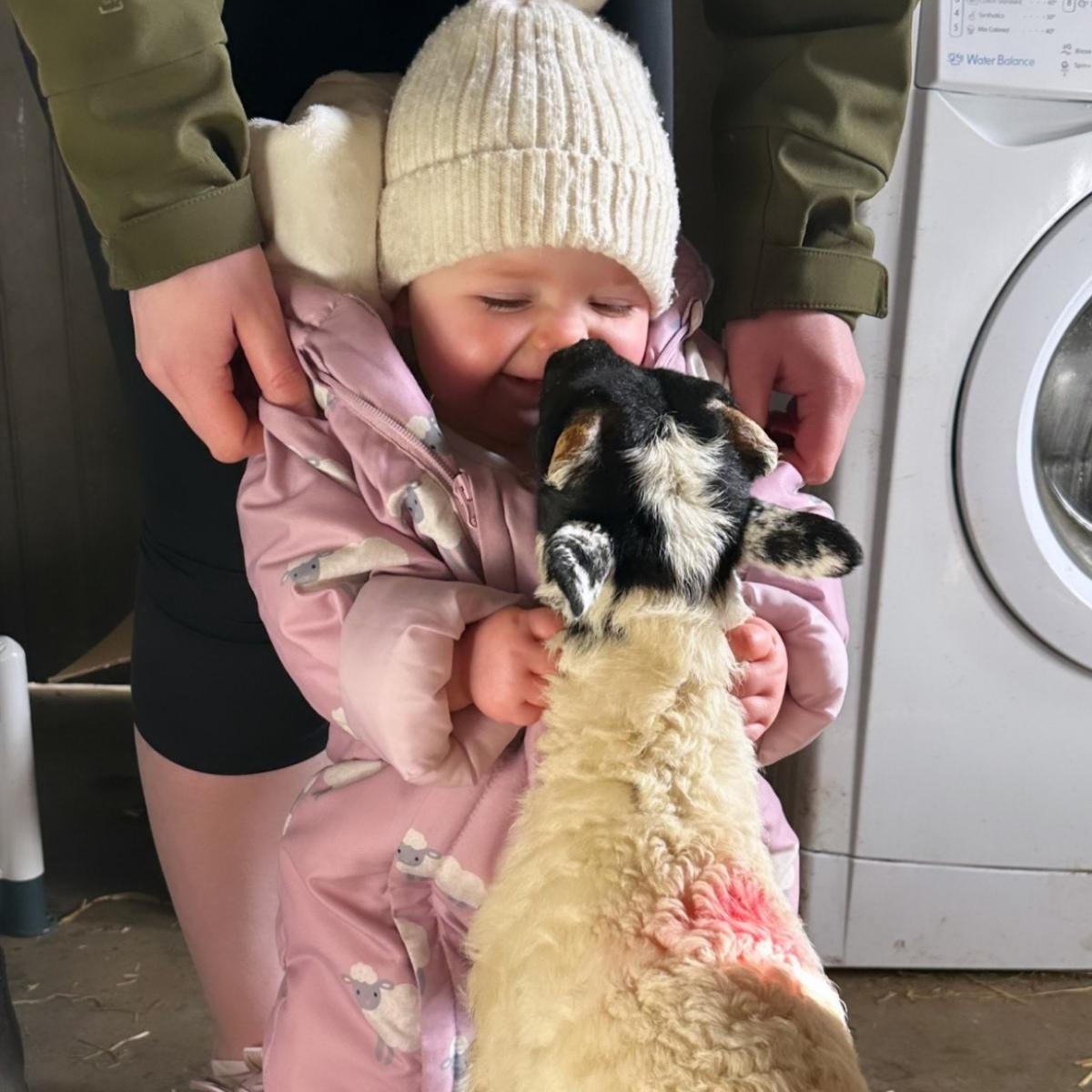 James Howatson - My daughter Iona loving her first lambing season